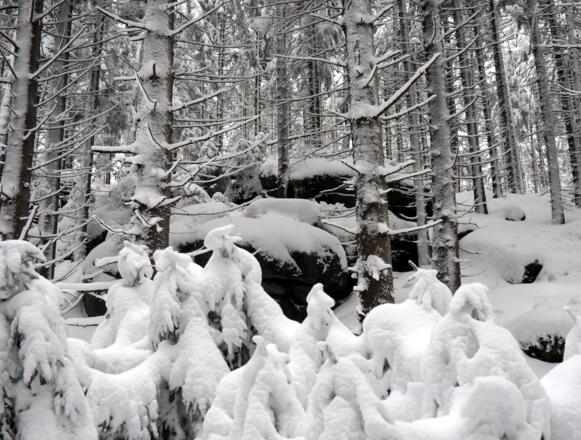 Felsformation (~970m) unter dem Affetschlägerberg