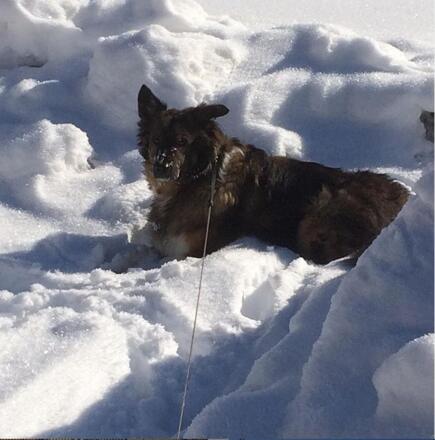 Hund bei Winterspaziergang