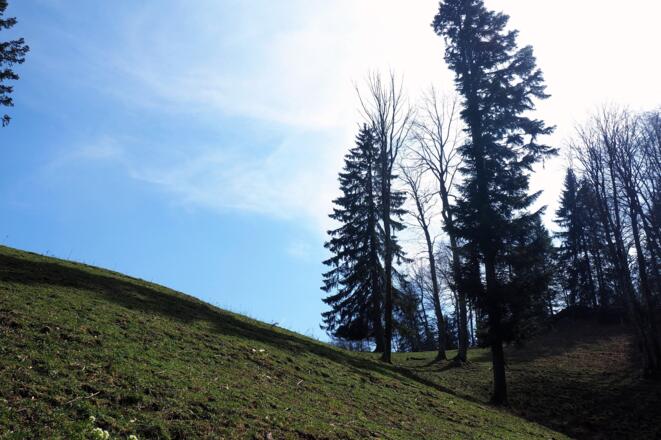 Von der Lichtung (~1040m) zur Forststraße ~1000m