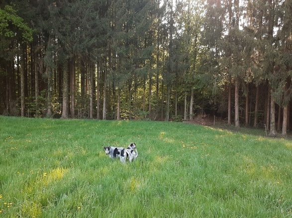 Gassi Runde hinter dem Haus