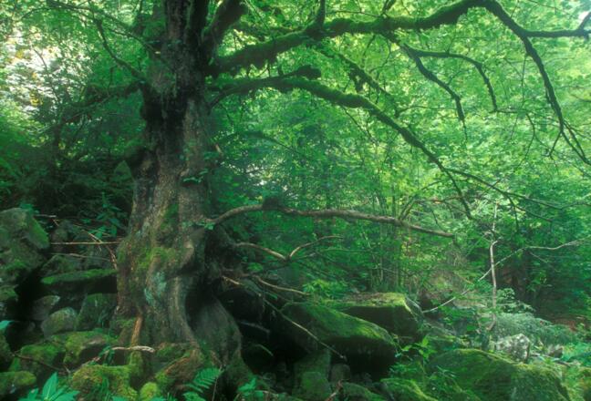 Naturwelt im Rannatal