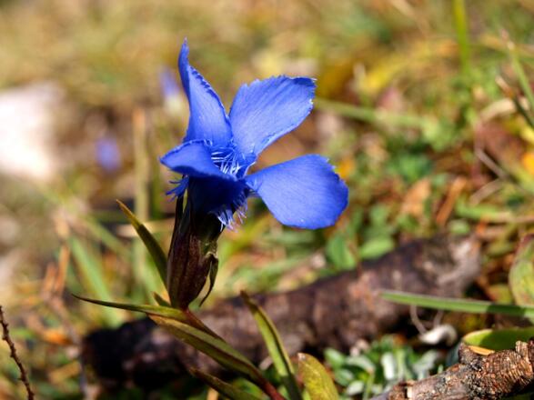Gefranster Enzian, letzte Herbstblumen
