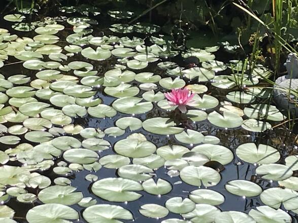 Teich mit Seerose