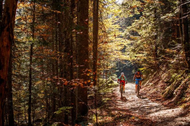 Mountainbiken im Dachstein Salzkammergut durch den Wald