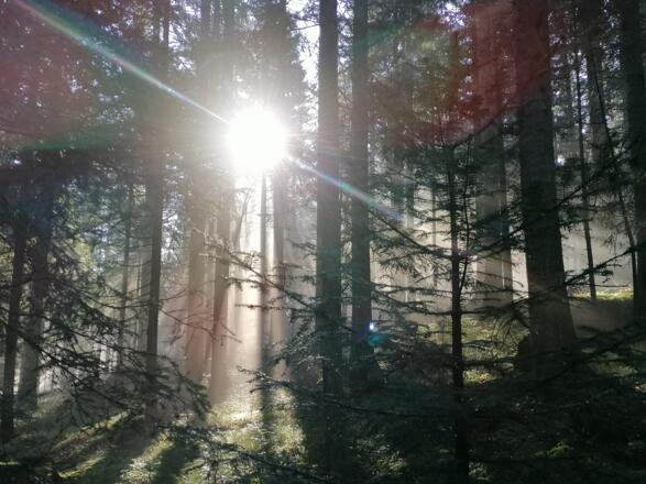 Pfarrwaldweg
