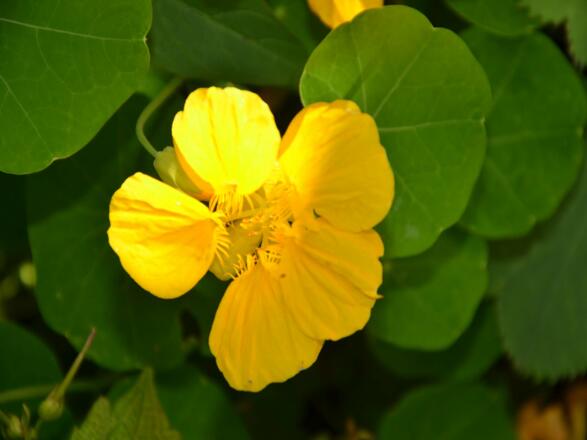 Gelbe Blume