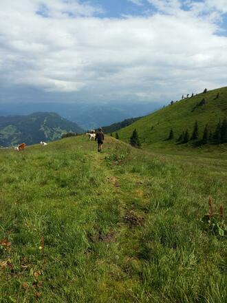 Feldweg in Richtung Hochegg/Gamskögerl