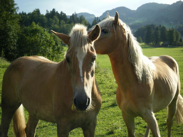 Haflinger