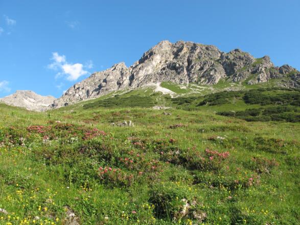 Alpenrosen auf dem Weg zum Gemstelpass