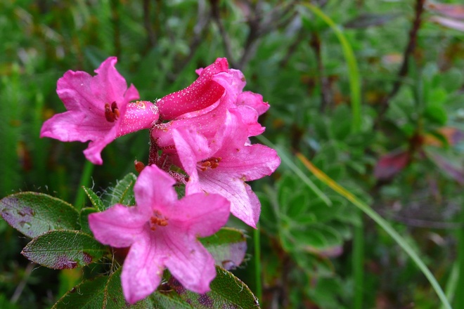 Alpenrose