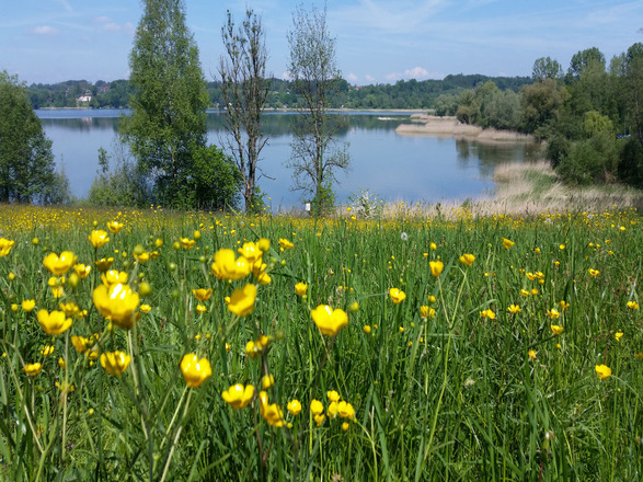 Simssee