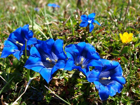Enziane bei der Hackl-Hütte