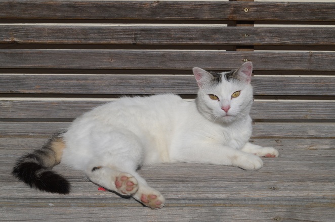 Unsere Katze sonnt sich gerne auf unserer Hausbank