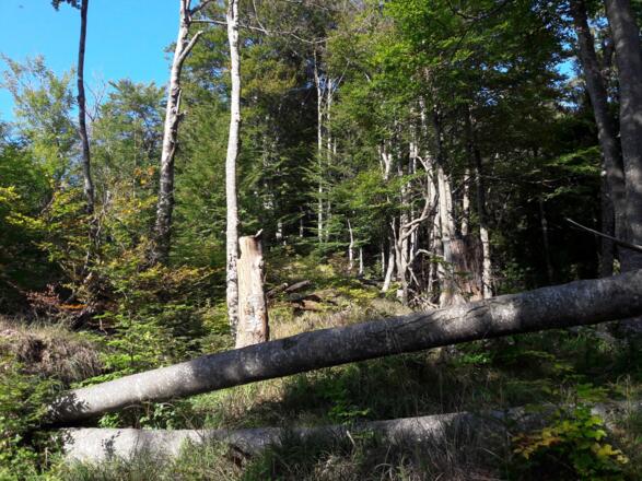 ca. 850 m Windwurf vor Steilstufe