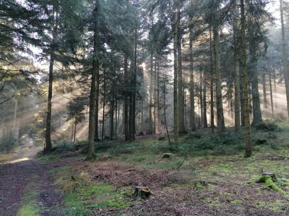 Pfarrwaldweg