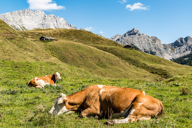 Kühe auf der Kallbrunnalm