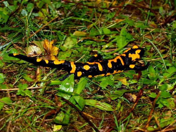Feuersalamander am Morgen