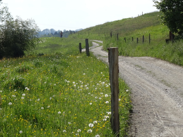 Weg ins Moor