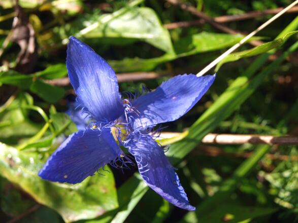 Gefranster Herbstenzian