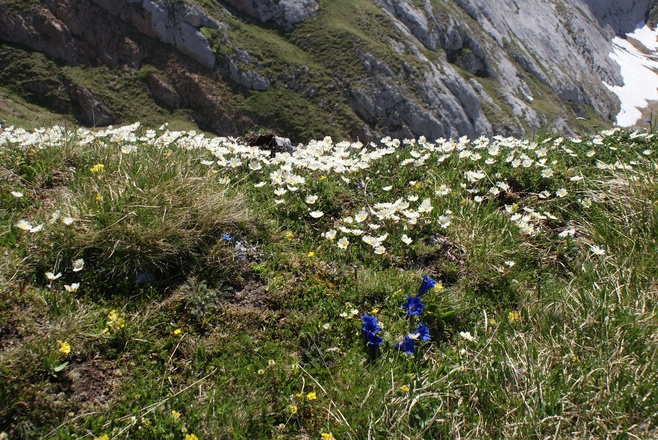 Blumenpracht, wohin man schaut