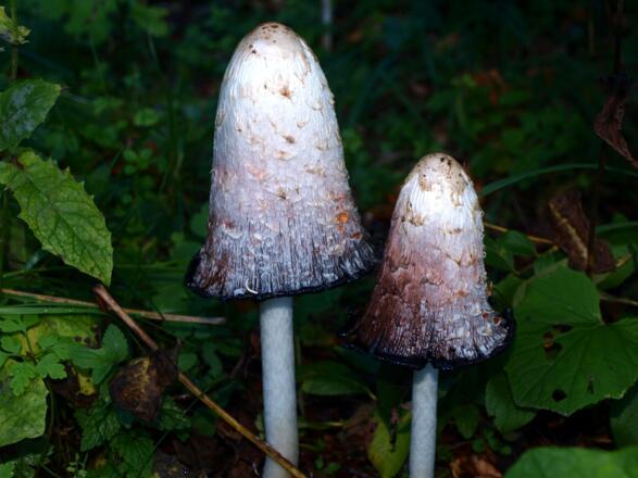 Pilze vor dem Parkplatz um 700m