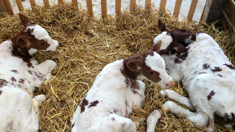 Kälbchen zum Streicheln