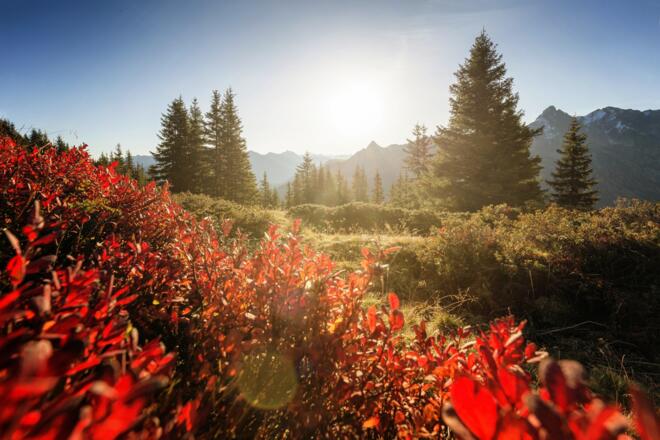 Herbstliche Stimmung auf dem Gauertaler AlpkulTour