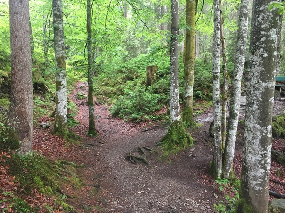 Wanderweg im Schwarzwassertal