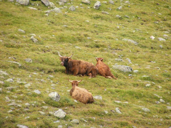 nur gucken, nicht anfassen: Hochlandrinder auf den Weiden der Fasualpe