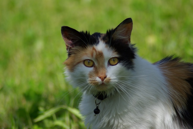 Katze am Pinzgerhof