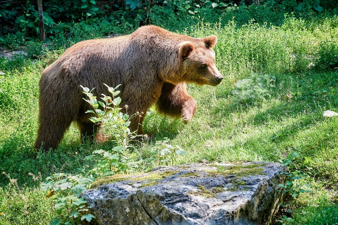 Wildpark Bad Mergentheim