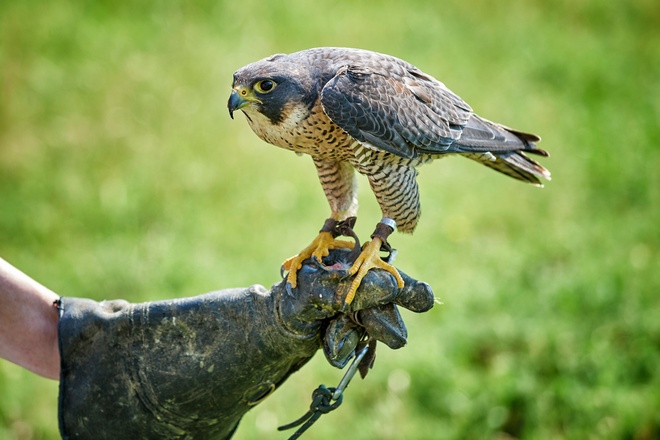 Wildpark Bad Mergentheim