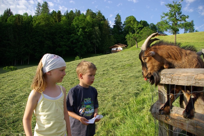 Kinder beim Ziegenfüttern am Pinzgerhof