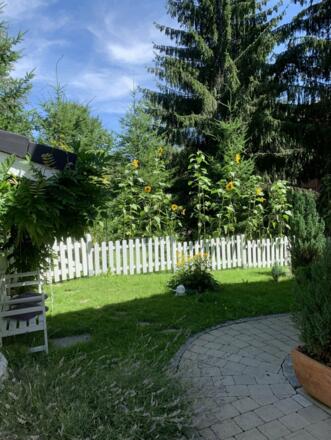 Sonnenblumen im Garten