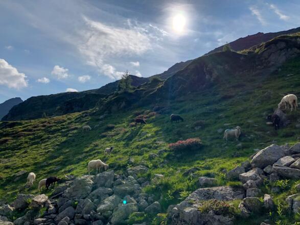 Schafe als Wegbegleiter in den Schladminger Tauern