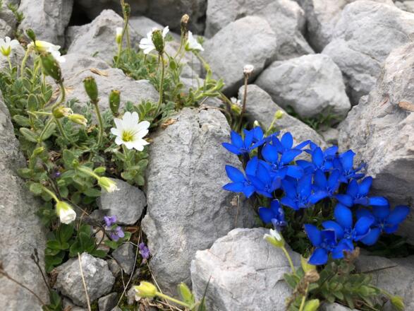Blütenpracht am Dachstein
