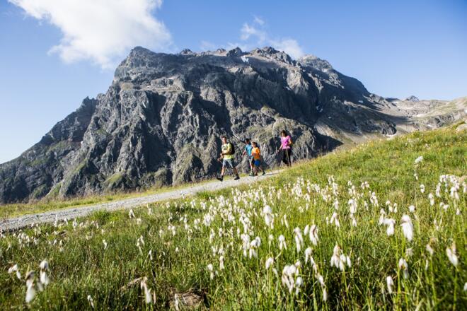 Madrisa mit Baumwollgras