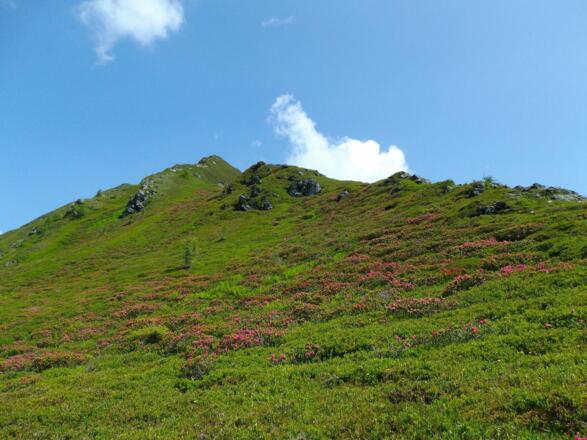 Alpenrosen Alpbach
