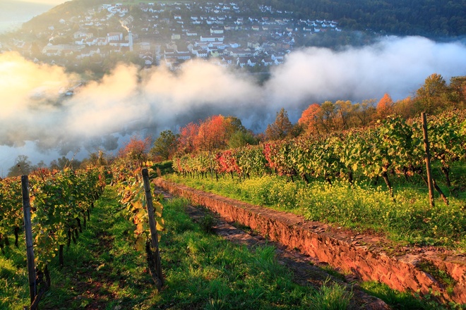 Weinberg Kaffelstein