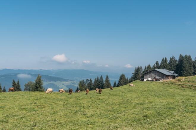 Breitentobelalpe (c) Packyourthingsandtravel / Vorarlberg Tourismus