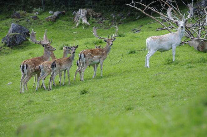 Wildpark Untertauern