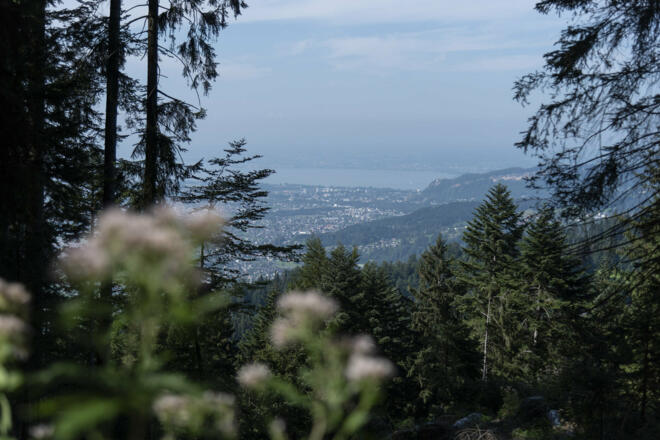 Fallenberger Wälder - Blick auf Bregenz  (c) Martin Vogel / Vorarlberg Tourismus