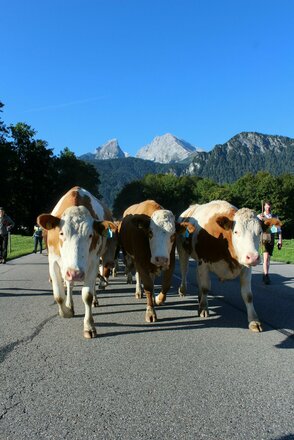 Almabtrieb - unsere Kühe kommen zurück auf den Hof