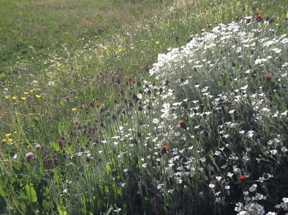 Wiesenblumen &amp; Nelken