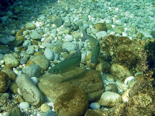 Magic Dive Tauchbasis Traunfall