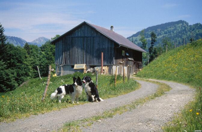 Untere Hittisbergalpe