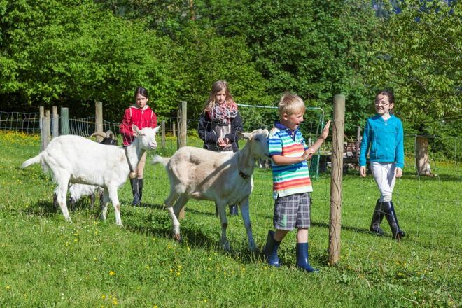 Tiere im Pfeffererlehen