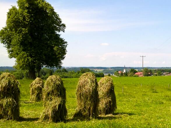 Wiesen
