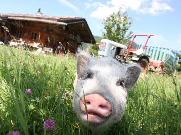 Unser &quot;Hausschwein&quot;
