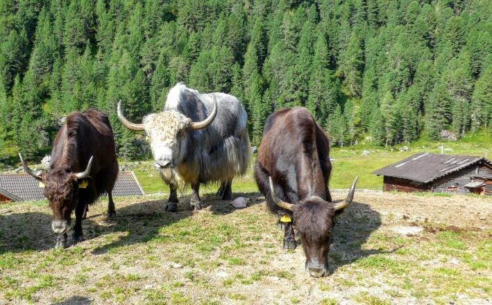 Ein Teil der Jakherde an der Vorderen Trojeralm